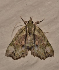 Tamba conscripta