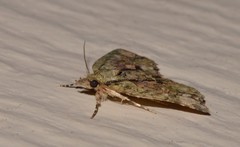 Tamba conscripta