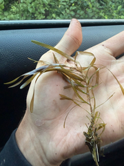 Potamogeton obtusifolius, photograph (c) Dustin Snider, some rights reserved (CC BY)