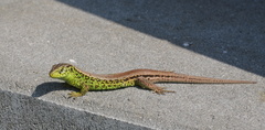 Lacerta agilis