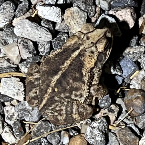 Gulf Coast Toad
