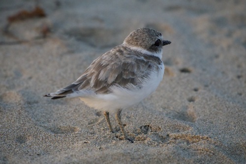 iNaturalist observation photo of Snowy Plover