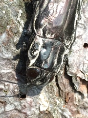 Chalcophora mexicana