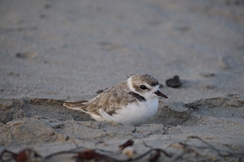 iNaturalist observation photo of Snowy Plover