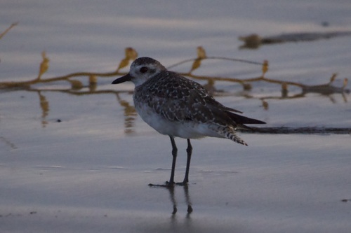 iNaturalist observation photo of Black-bellied Plover