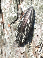 Chalcophora mexicana