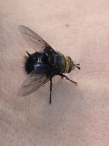 iNaturalist observation photo of Tachinid Flies