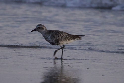 iNaturalist observation photo of Black-bellied Plover