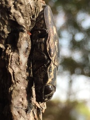 Chalcophora mexicana