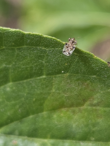 iNaturalist observation photo of Lace Bugs