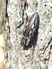 Chalcophora mexicana