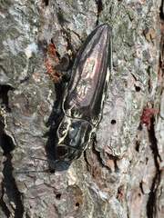 Chalcophora mexicana