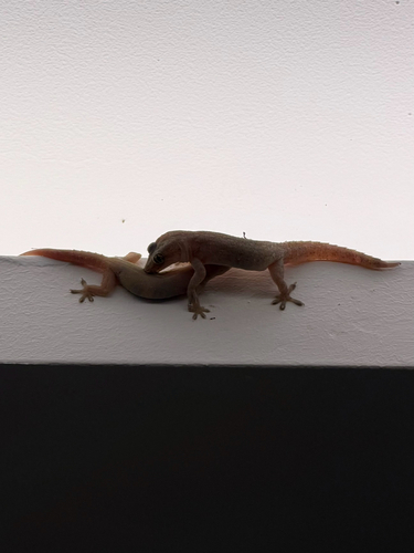 Asian House Gecko