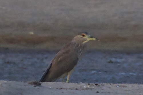 iNaturalist observation photo of Black-crowned Night Heron