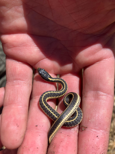 iNaturalist observation photo of Western Terrestrial Garter Snake