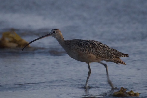 iNaturalist observation photo of Long-billed Curlew