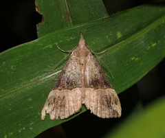 Hypena cidarioides