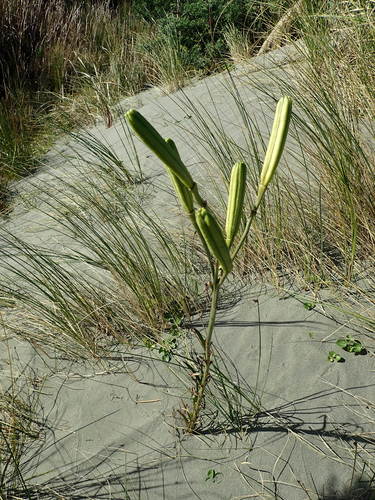 Formosa lily
