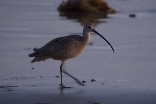 iNaturalist observation photo of Long-billed Curlew