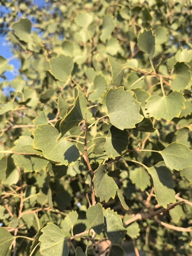Populus euphratica observed 2026-08-17