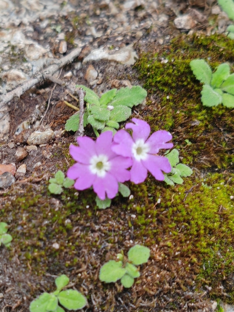Primula rupicola