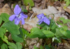 Viola canina