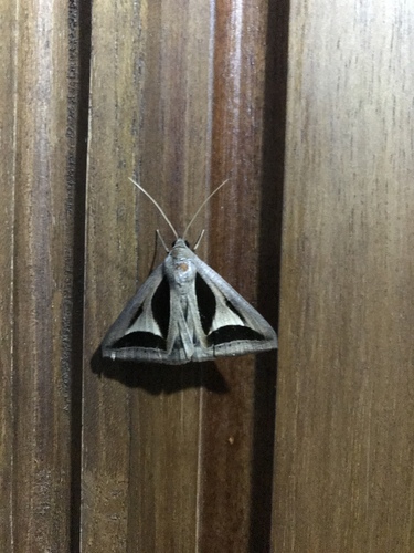 Trigonodes cephise