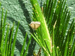 Luthrodes pandava
