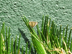 Luthrodes pandava