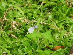 Leptosia nina