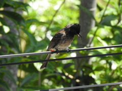 Pycnonotus cafer