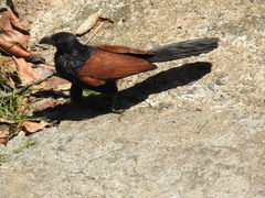 Centropus sinensis