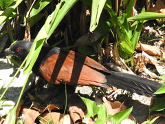 Centropus sinensis