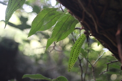 Microgramma mauritiana