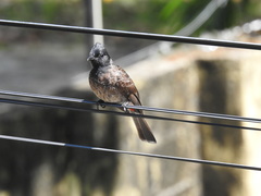 Pycnonotus cafer