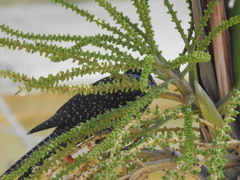 Eudynamys scolopaceus