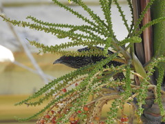Eudynamys scolopaceus