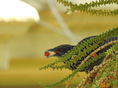 Eudynamys scolopaceus