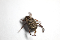 Hoplia squamifera