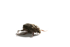 Hoplia squamifera
