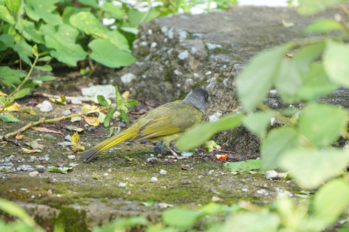 Collared Finchbill
