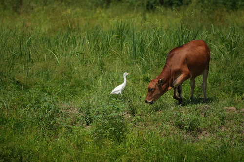 Eastern Cattle-Egret