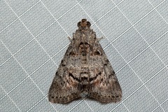 Enchesphora streptomela