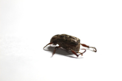 Hoplia squamifera