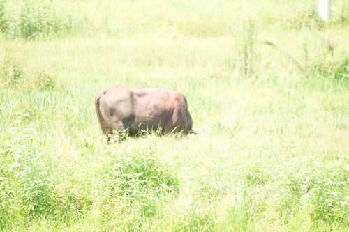 Domestic Cattle