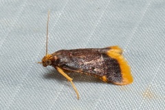 Hypsopygia mauritialis
