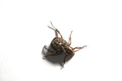 Hoplia squamifera
