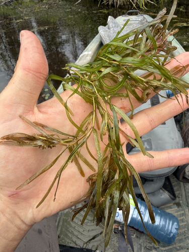 Potamogeton obtusifolius, photograph 3