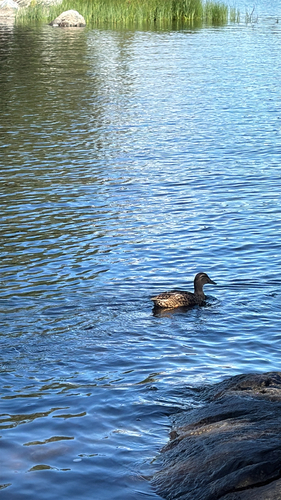 Mallard