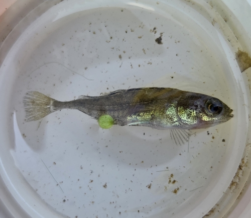 Short Ninespine Stickleback